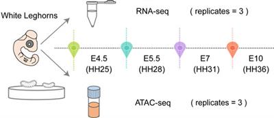 Time-Course Transcriptional and Chromatin Accessibility Profiling Reveals Genes Associated With Asymmetrical Gonadal Development in Chicken Embryos